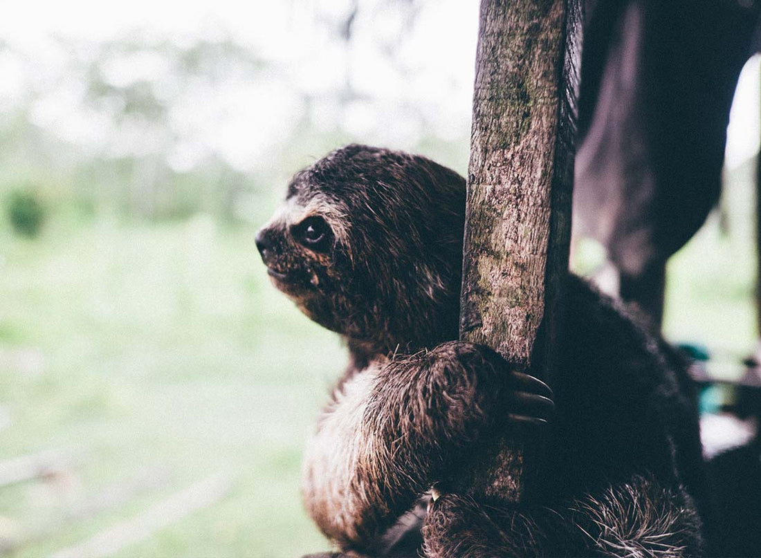 Our Friends, the Animals of the Amazon